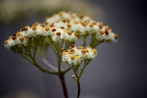 Pearly everlasting