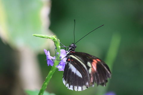 Reaching the heights.  Common Postman,Geotagged,Heliconius melpomene,United Kingdom