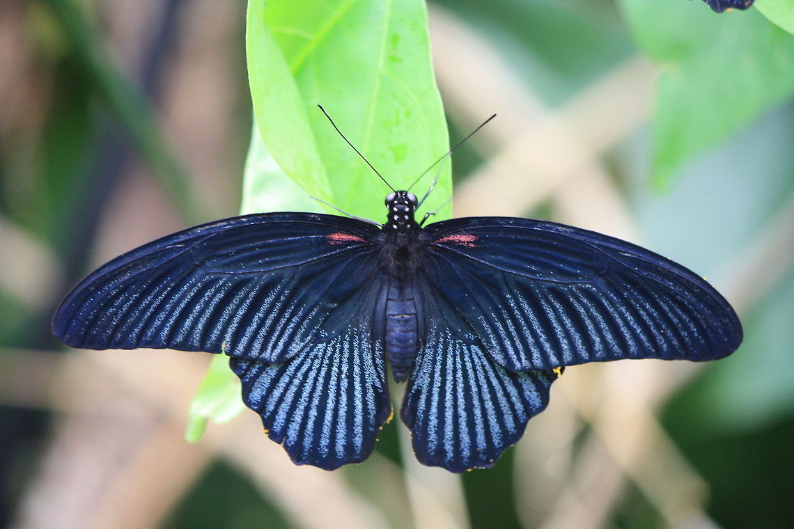 Spread your wings. Had huge trouble I.D&#039;ing this one - captured @ ZSL London Zoo. <br />
This is a male - the females have more sepia tones to their bodies. Butterfly,Great Mormon,London Zoo,Papilio memnon,Swallowtail,zoo