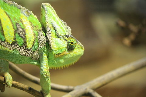 I can see you! A not-so-well camouflaged chameleon!  Camouflage,Chamaeleo calyptratus,Chameleon,Geotagged,Green,United Kingdom,Veiled chameleon