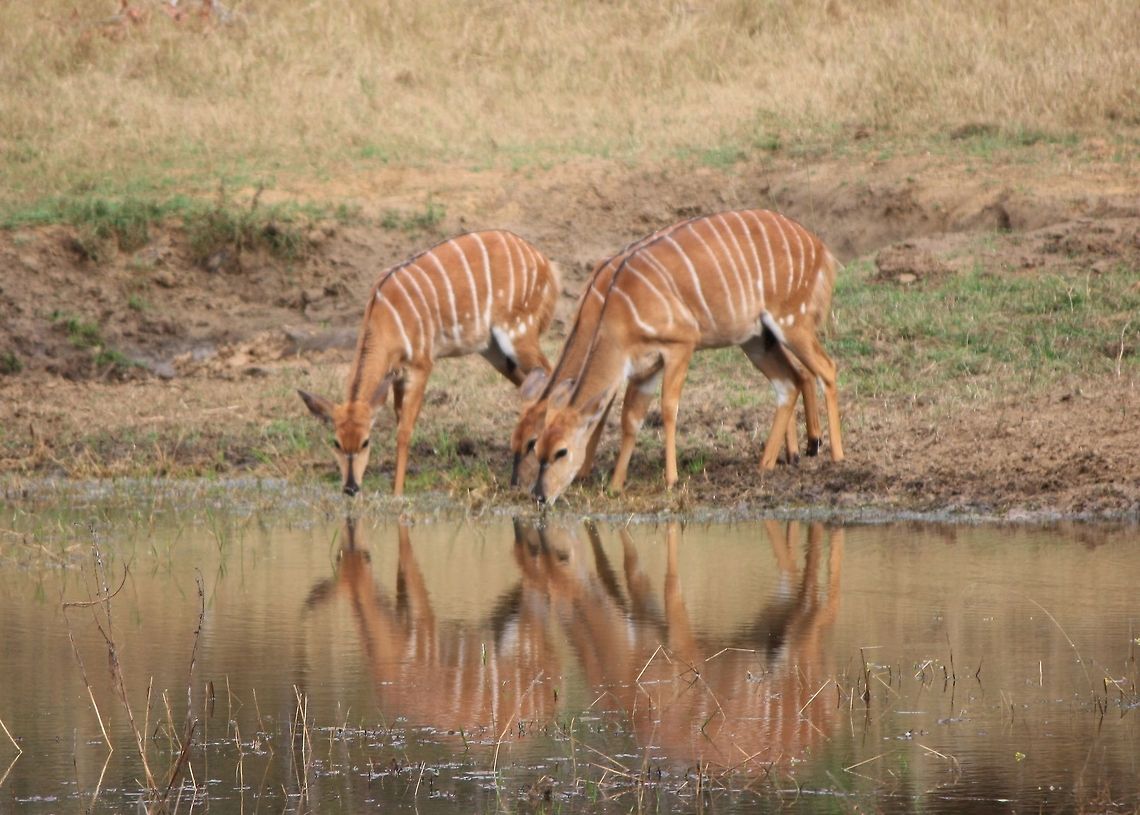 Female Nyala drink from a watering hole  Female,Nyala,Nyala angasii,Reflection,South Africa,Water