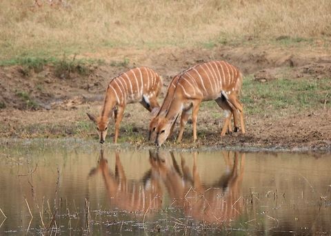 Female Nyala drink from a watering hole  Female,Nyala,Nyala angasii,Reflection,South Africa,Water