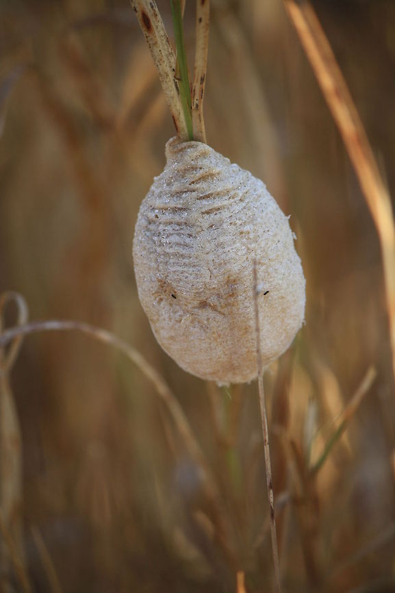 Mantis nest suspended on reed  Geotagged,Mantis,South Africa,nest,ootheca,praying mantis