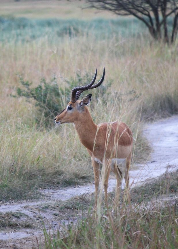 Those horns! This male impala was spotted in Tembe elephant park, and when I say spotted, he was quite the poser! <br />
 Aepyceros melampus,Geotagged,Impala,South Africa