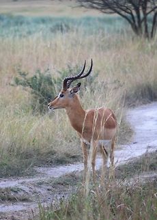 Those horns! This male impala was spotted in Tembe elephant park, and when I say spotted, he was quite the poser! 
 Aepyceros melampus,Geotagged,Impala,South Africa