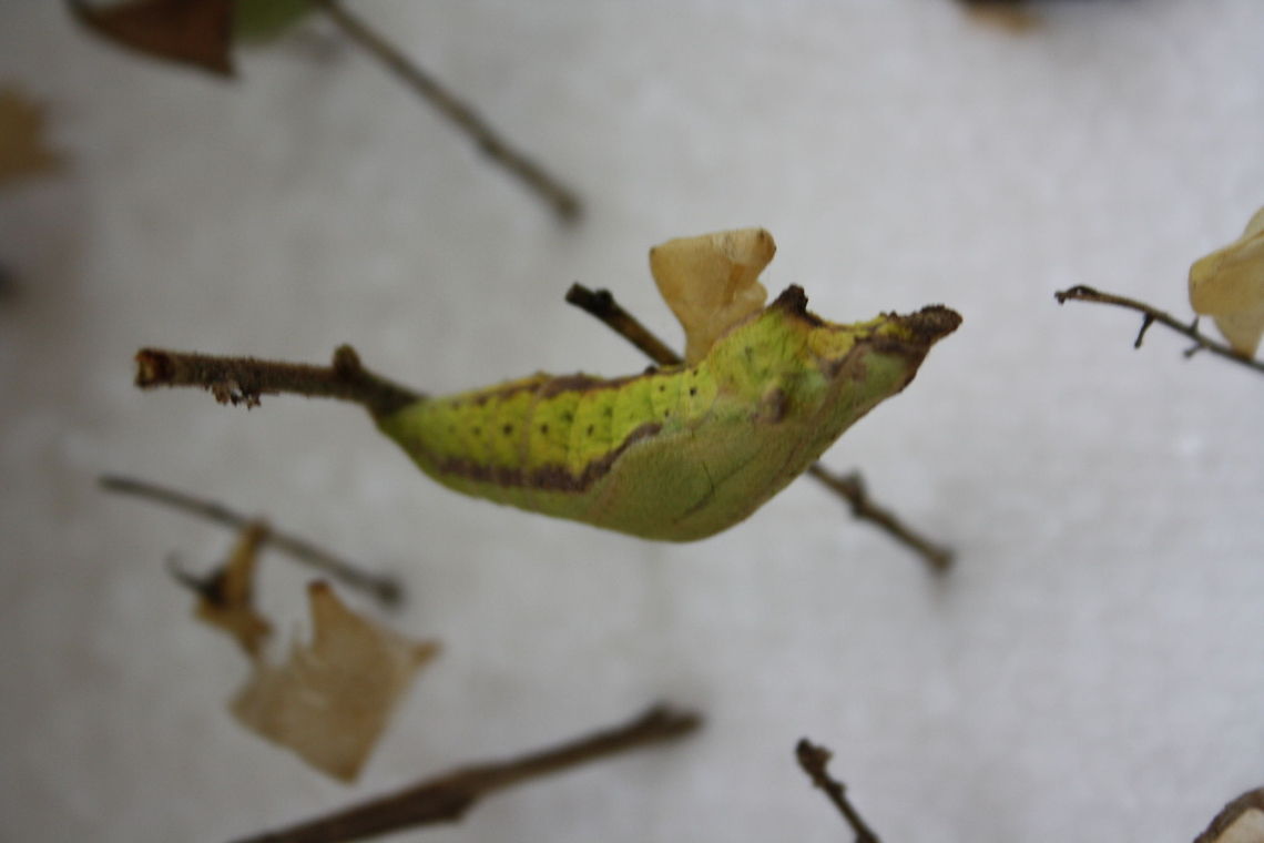 Metamorphosis!  Butterfly,Chrysalis,South Africa