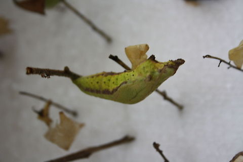 Metamorphosis!  Butterfly,Chrysalis,South Africa
