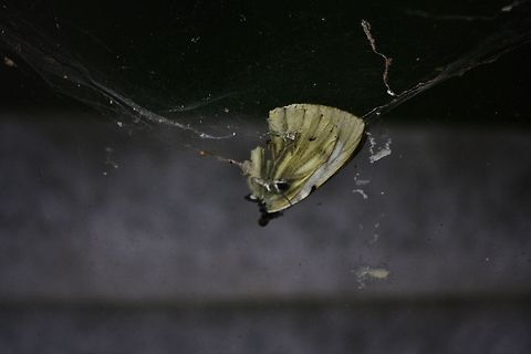 Hung up on you. Found this cabbage white caught up in a spider's web in my Dad's greenhouse Pieris rapae,Small White,Spider,dead,prey,web