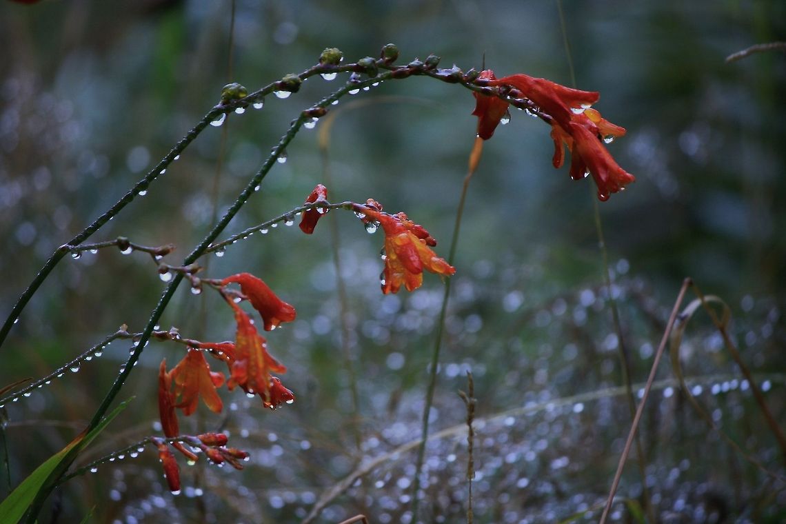 Don't rain on my parade. Crocosmia 'Lucifer', a.k.a montbretia, doesn't even come up in species search? Travesty!  Crocosmia,Ireland,Montbretia,Orange,Rain,Raindrops