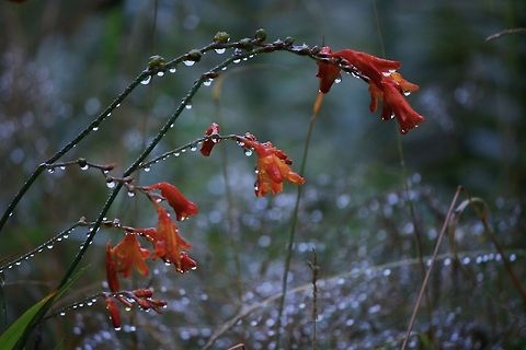 Don't rain on my parade. Crocosmia 'Lucifer', a.k.a montbretia, doesn't even come up in species search? Travesty!  Crocosmia,Ireland,Montbretia,Orange,Rain,Raindrops