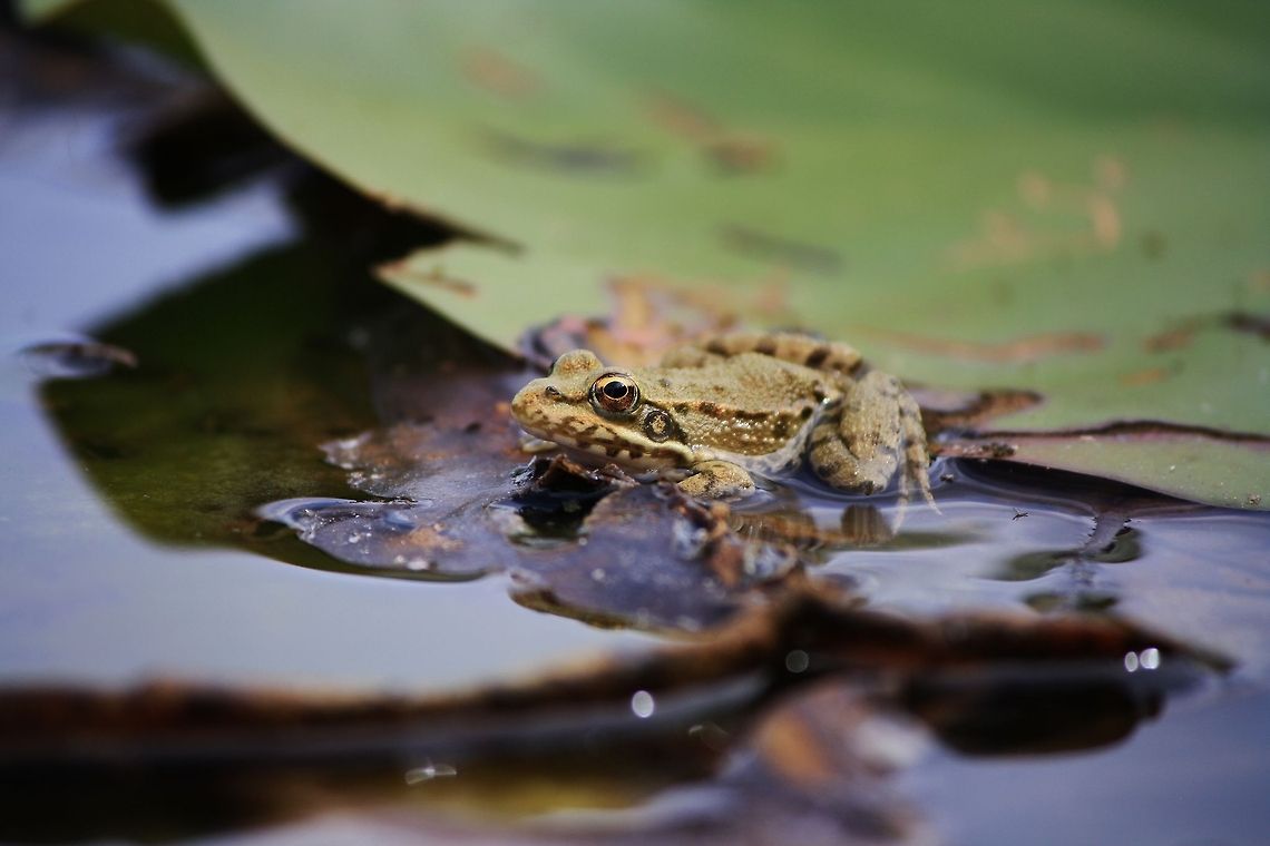 Just a common old frog!  Common frog,France,Geotagged,Rana temporaria