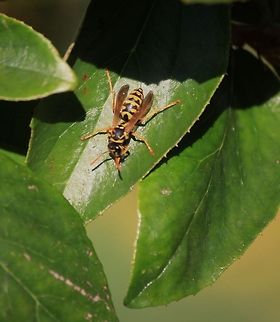 Paper wasp resting in the heat of the day  European paper wasp,France,Geotagged,Polistes dominula