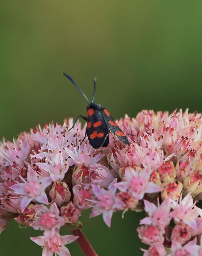 Diurnal moth - the Burnet moth  France,Geotagged,Zygaena ephialtes