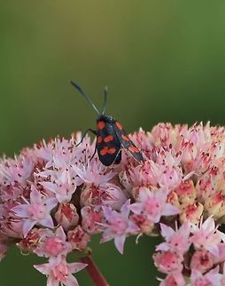 Diurnal moth - the Burnet moth  France,Geotagged,Zygaena ephialtes