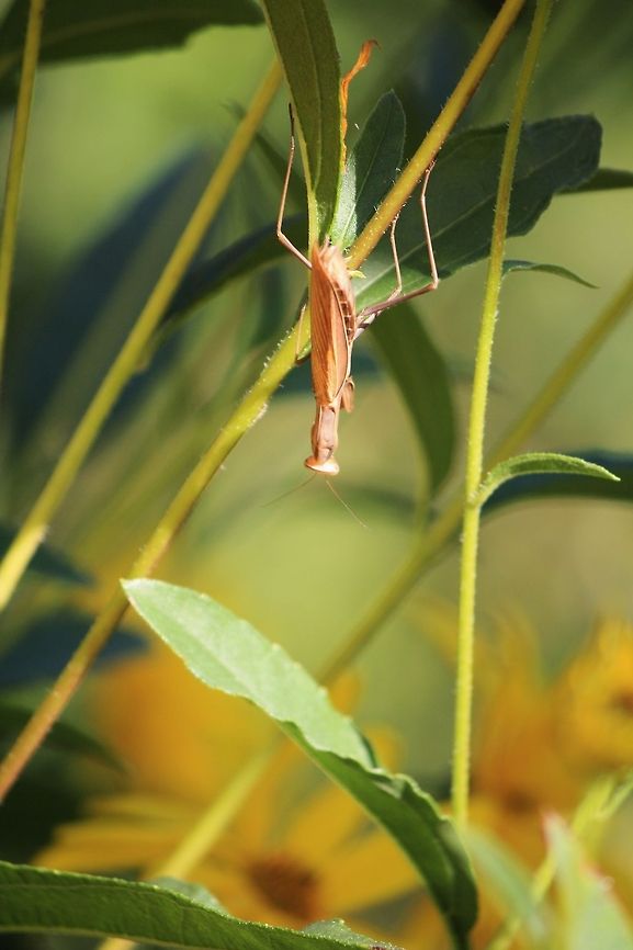 Mantis suspended  European Mantis,Mantis religiosa