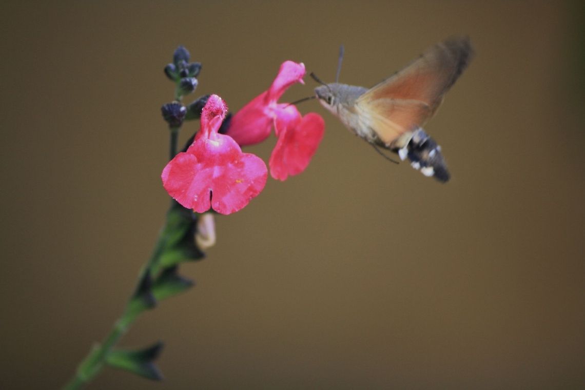Hummingbird Hawk-Moth feeding on nectar  France,Geotagged,Hummingbird Hawk-moth,Macroglossum stellatarum