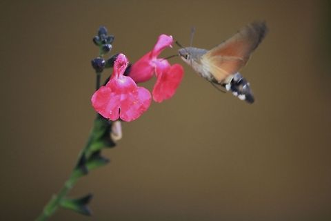 Hummingbird Hawk-Moth feeding on nectar  France,Geotagged,Hummingbird Hawk-moth,Macroglossum stellatarum