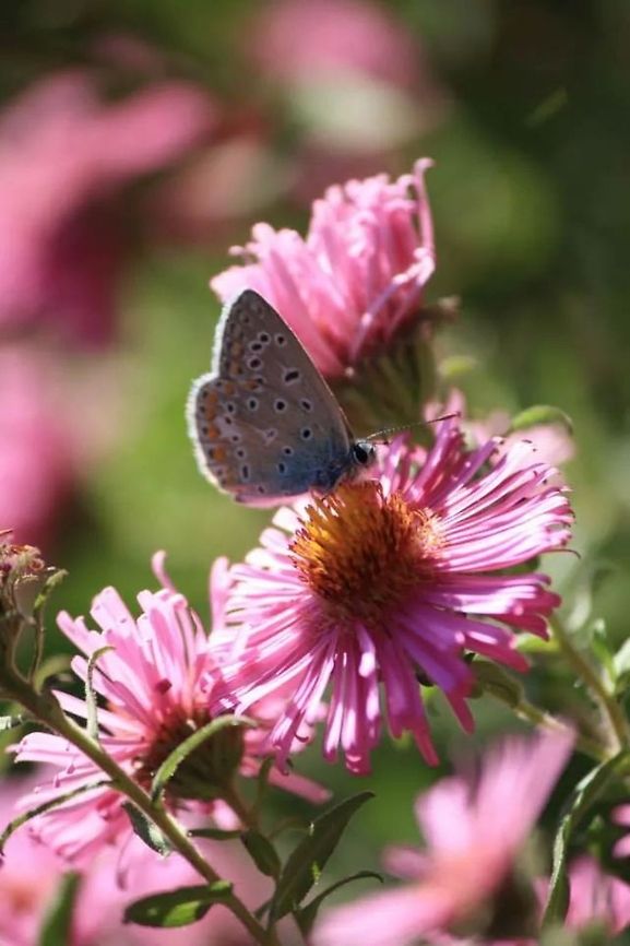 Beautiful blue!  Butterfly,Common Blue,France,Geotagged,Polyommatus icarus,Silver-studded blue butterfly