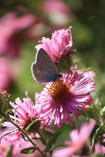 Beautiful blue!  Butterfly,Common Blue,France,Geotagged,Polyommatus icarus,Silver-studded blue butterfly