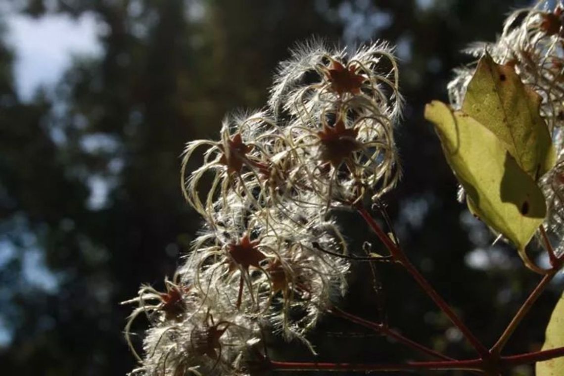Vitalba's shining white beard  Clematis vitalba,France,Geotagged