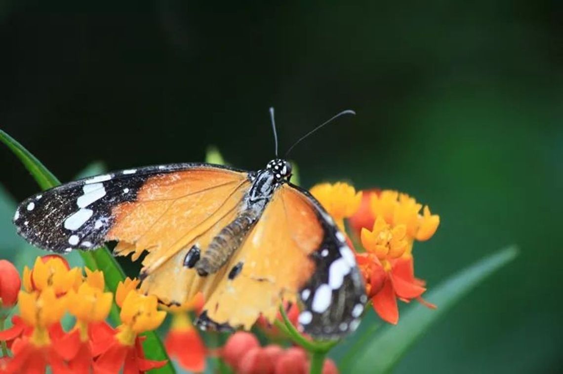 fiery flight  African Monarch,Danaus chrysippus