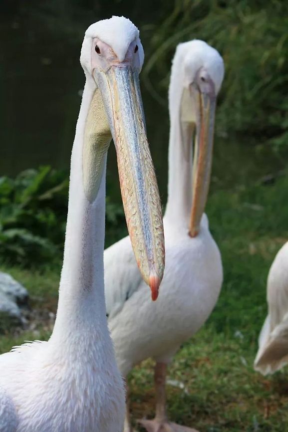 you looking at me?  Geotagged,Great White Pelican,Pelecanus onocrotalus,Pelican,United Kingdom