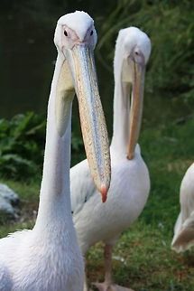 you looking at me?  Geotagged,Great White Pelican,Pelecanus onocrotalus,Pelican,United Kingdom