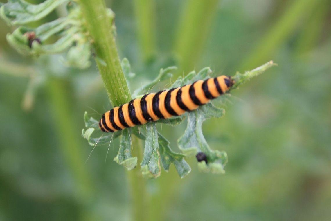 Natural_-_control  Cinnabar moth,Tyria jacobaeae