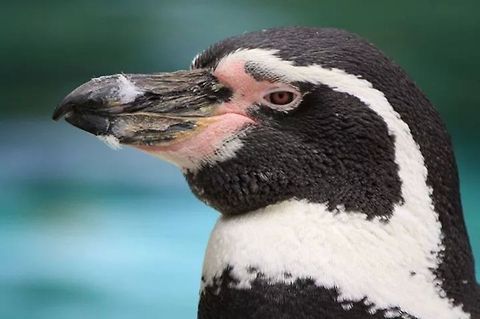 Proud pingu  Geotagged,Humboldt Penguin,Spheniscus humboldti,United Kingdom