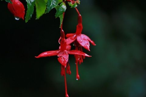 Dancers in the rain  Fuchsia magellanica,Geotagged,Ireland,fuchsia