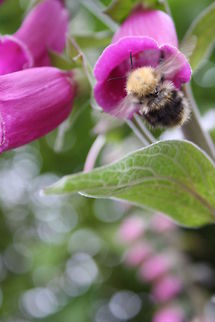 Busy, bumbling bee  Bombus pascuorum,Geotagged,Ireland,Spring