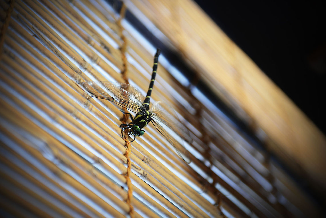 Dragonfly We were walking around a Japanese temple in the outskirts of Kyoto when this gigantic dragonfly landed on the reed screen in front of us. It eyed us with its mosaic eyes as we furiously snapped pictures of it. Anotogaster sieboldii,Dragonfly,Insects,flying insects