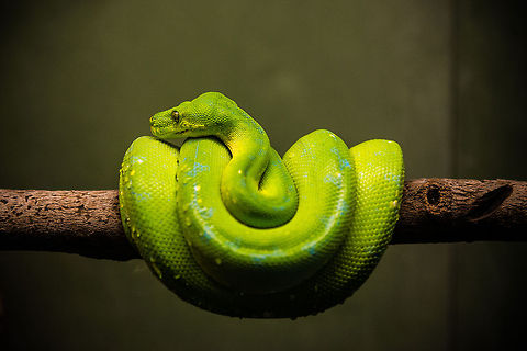 Resting The snake rests on its branch, unmoving. Green tree python,Morelia viridis,Snakes