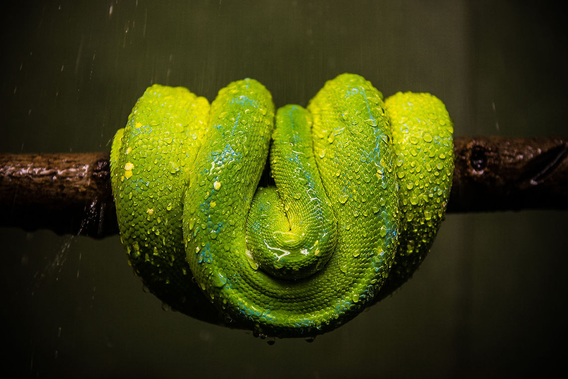 Rainfall The snake retreats into its coils as droplets bead its scaly body. Green tree python,Morelia viridis,Snakes