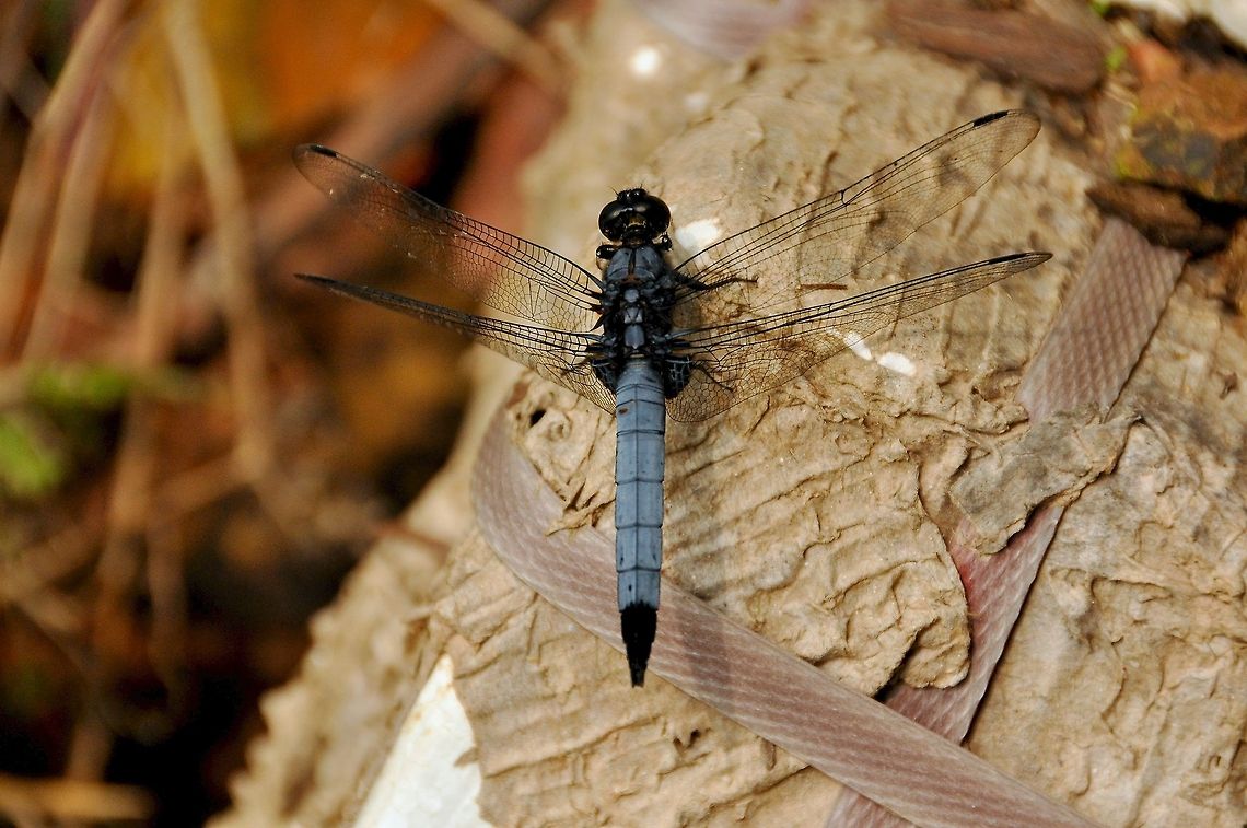 Alight A stunning blue dragonfly alights upon a manmade package for but a second before darting away. China,Geotagged,Orthetrum melania