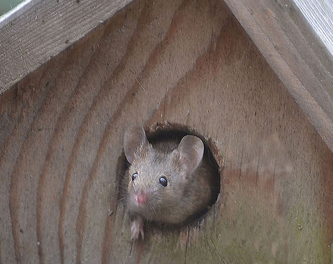 Field Mouse, Lancashire England Field Mouse living in old bird box in my garden Lancashire England Apodemus sylvaticus,Mammal,Mouse,Rodent,Wood mouse