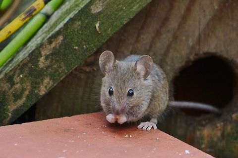 DSC_1006_(2)_(1024x683)