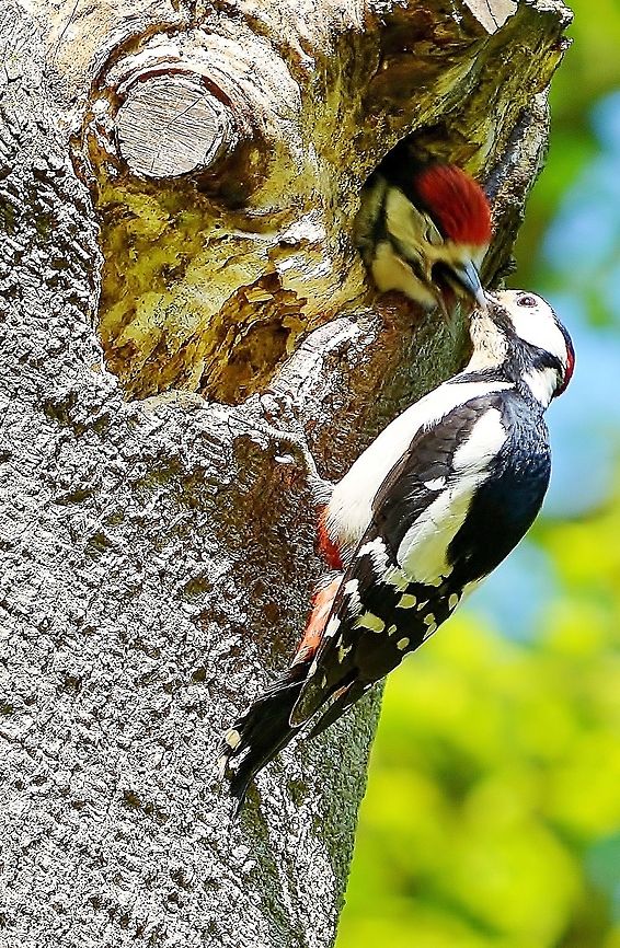 202 Great Spotted Woodpecker/Dendrocopos major Bird,Dendrocopos major,Great Spotted Woodpecker,Nature&wildlife,wildlife photography