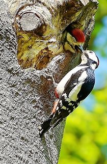 202 Great Spotted Woodpecker/Dendrocopos major Bird,Dendrocopos major,Great Spotted Woodpecker,Nature&wildlife,wildlife photography