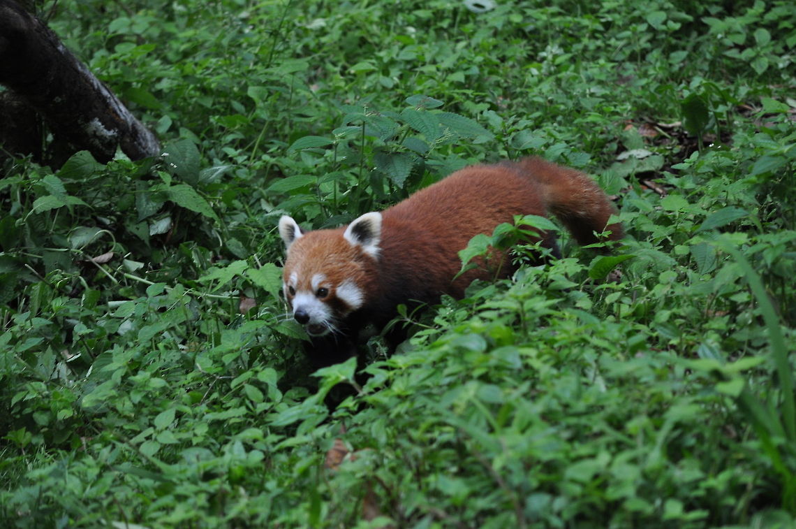 Red Panda The giant Red Panda in Darjeeling  Ailurus fulgens,Red panda