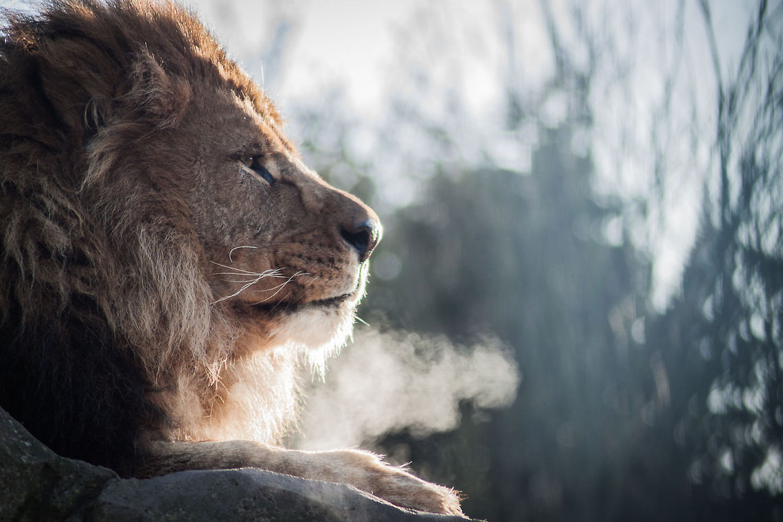 lions breath. taken in blackpool zoo last january, really cold day but well worth it :) Lion,Panthera leo,Zoo,lion