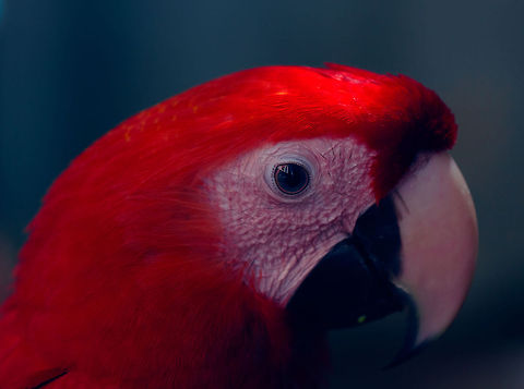 _MG_4487  Ara macao,Geotagged,Scarlet Macaw,Singapore