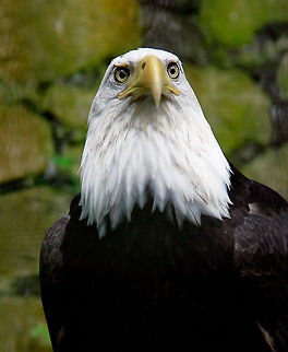 白头雕  Bald Eagle,Geotagged,Haliaeetus leucocephalus,Singapore