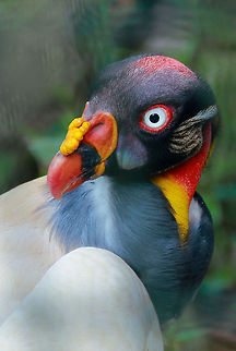 King Vulture  Geotagged,King Vulture,Sarcoramphus papa,Singapore