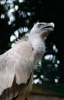 The Himalayan Vulture  China,Geotagged,Gyps himalayensis,himalayan vulture