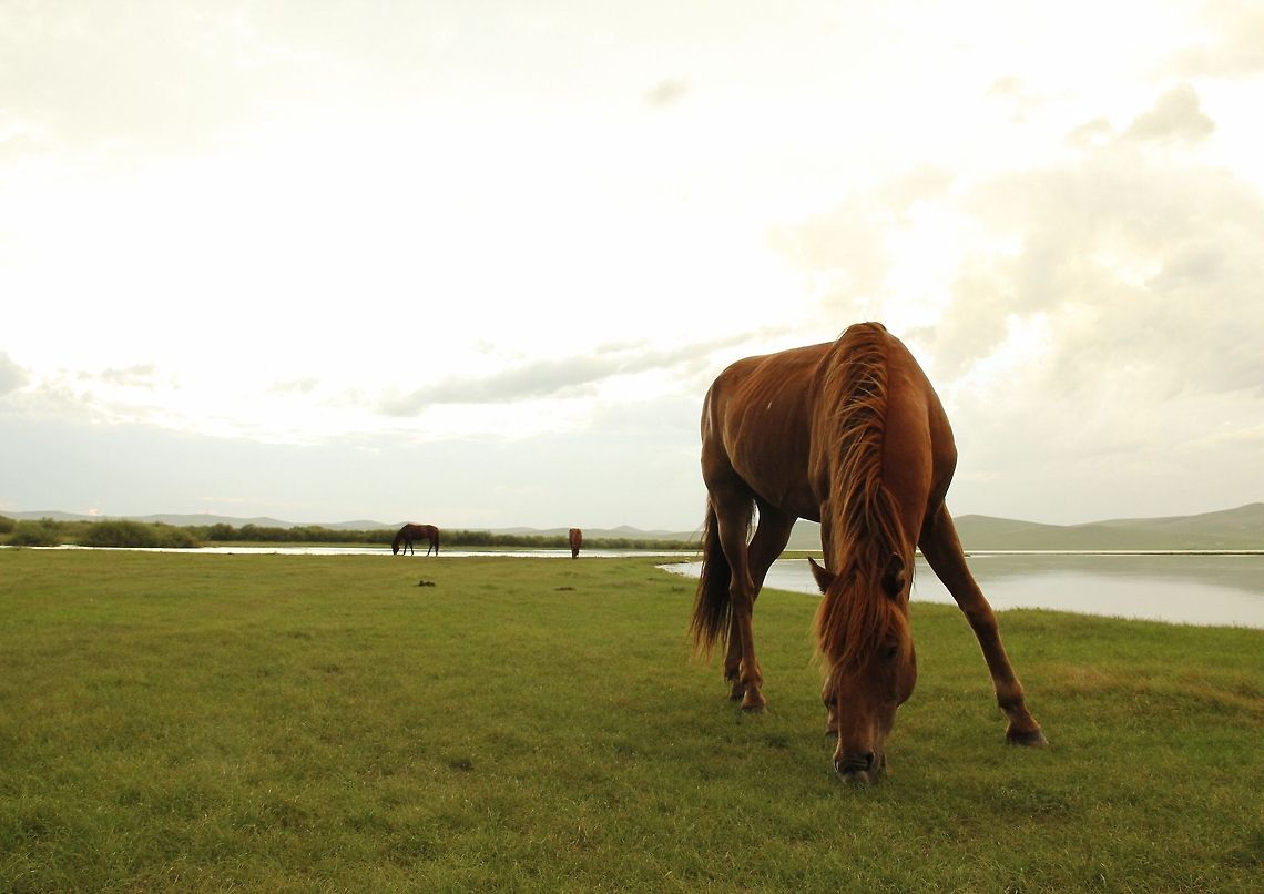 horse  China,Geotagged