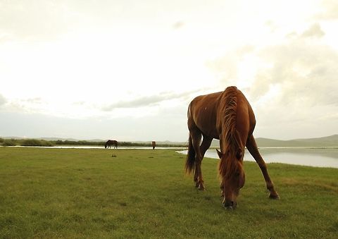 horse  China,Geotagged