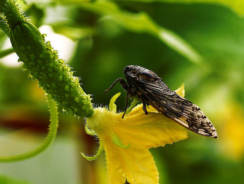 cicada  China,Geotagged