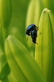 小动物甲壳虫  China,Geotagged