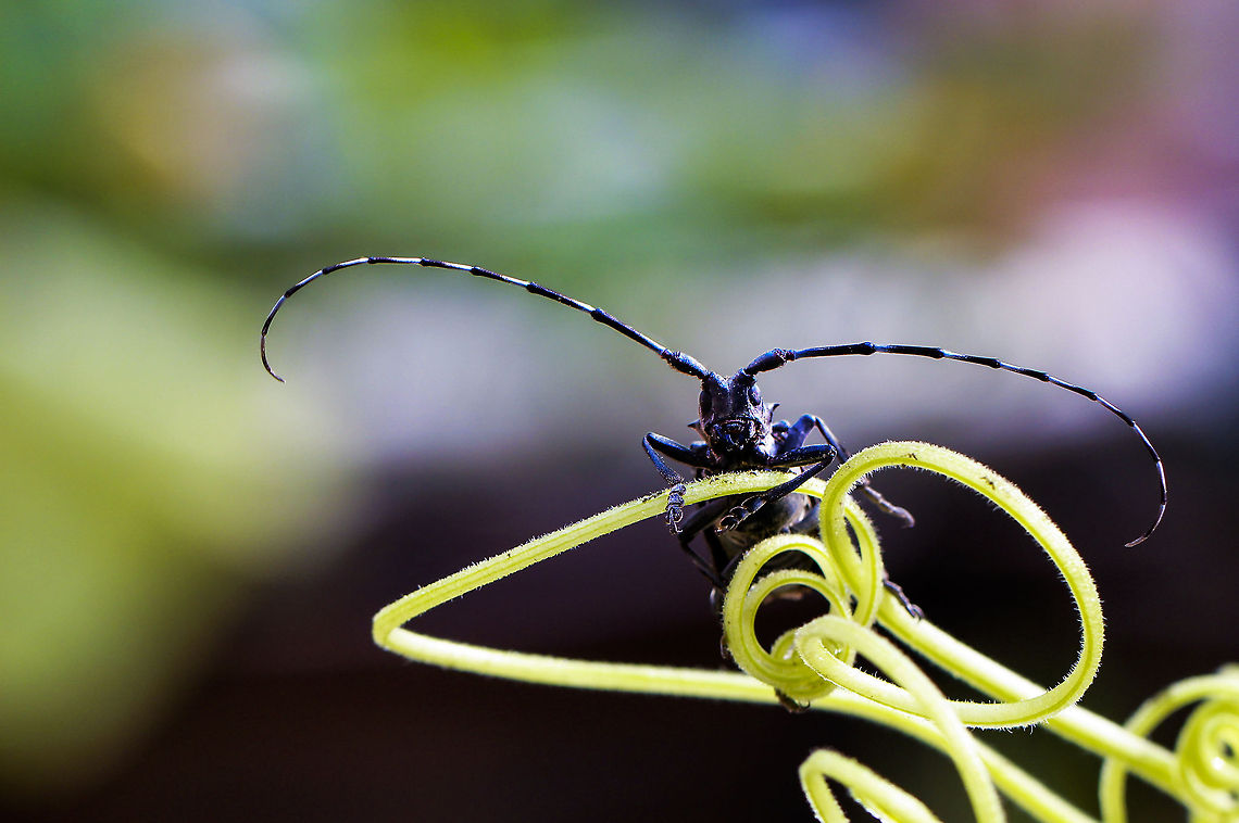 小动物天牛  Anoplophora glabripennis,Asian long-horned beetle,China,Geotagged